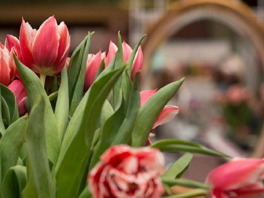 Mia Lou at the Women's Expo